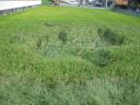 Strange depression in a rice field in Seto City